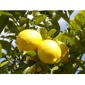 2 kg Limones de Valencia