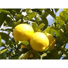 2 kg Limones de Valencia